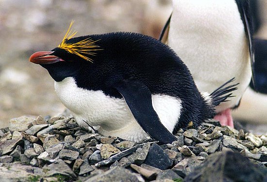 Macaroni Penguins
