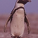 African Penguins