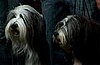 Groomer Has It Recap: "Herd Mentality"