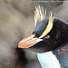 Erect Crested Penguins
