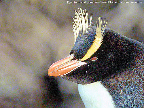 Erect Crested Penguins Erect Crested Penguins