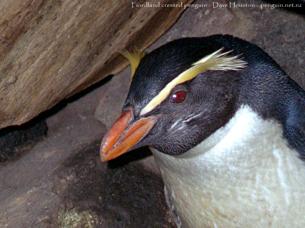 Fjordland Crested Penguins Fjordland Crested Penguins