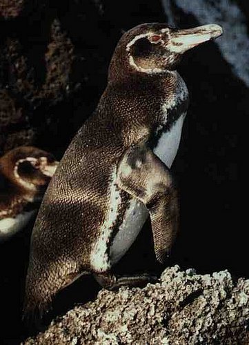 Galapagos Penguins Galapagos Penguins