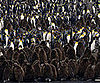 Happy World Penguin Day!