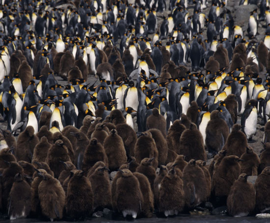 Happy World Penguin Day! Happy World Penguin Day!