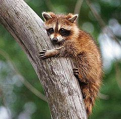 I Need Your Help . . . Raccoons Want In (to My Garbage)