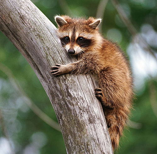 I Need Your Help . . . Raccoons Want In (to My Garbage)