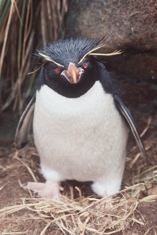 Rockhopper Penguins Rockhopper Penguins