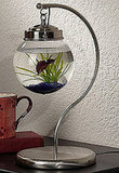 On the Ball: Make a Terrarium On the Ball: Make a Terrarium