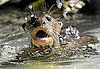 Guess What Animal?
