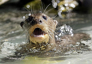 Guess What Animal?