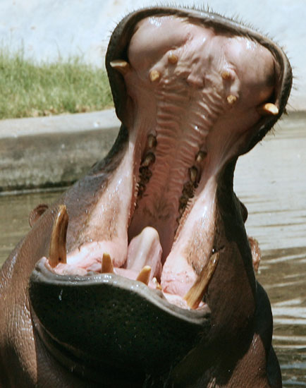 Guess What Animal?