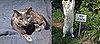 I Need Your Help . . . How to Move Cats That Hate Cars!