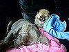 Harley and Manolo: Pets of the Week