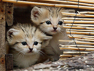 Creature Features: Sand Cats