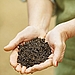 Soil