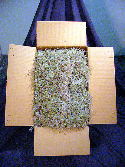 Spanish Moss Spanish Moss