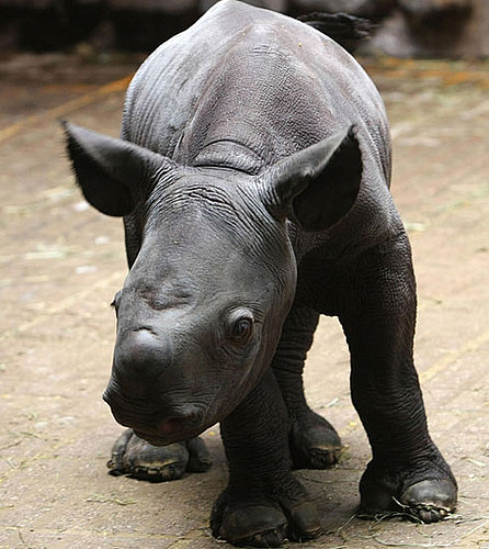 This Rhino Cutie Is Only One Day Old!