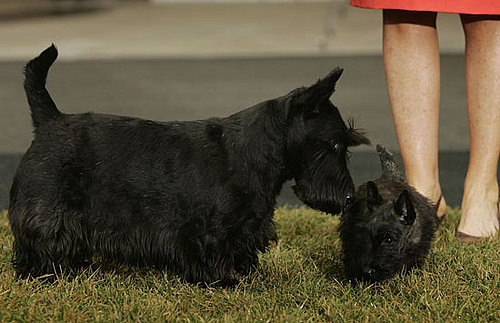 Breed Spotlight: Scottish Terrier
