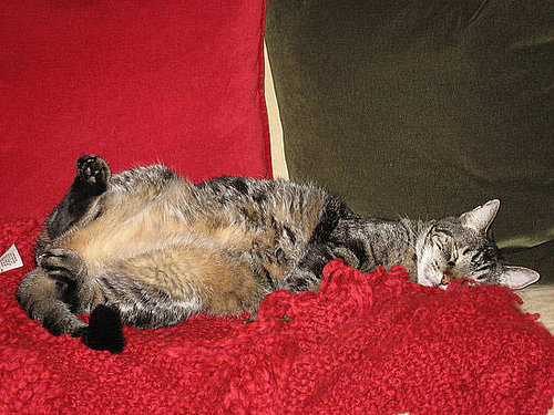 Chelsea: Pet of the Day