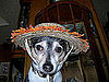 Dakota: Pet of the Day
