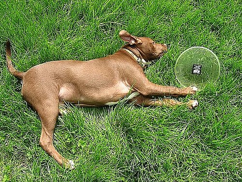 Pet of the Day: Brody's a Frisbee Fiend!