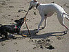 B-Bop: Pet of the Day