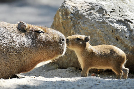 Guess What Animal? Guess What Animal?