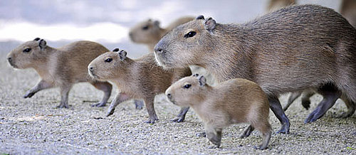 Creature Features: Capybara