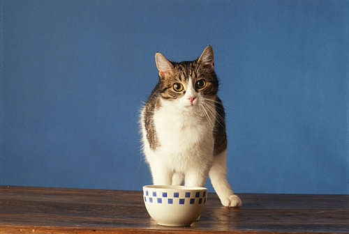 How Many Times a Day Do You Feed a Pet?