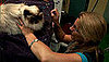 Groomer Has It Recap: "Meowza!"