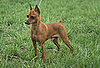 Guess What Breed?