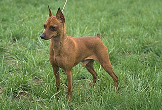 Guess What Breed?