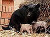 Orphaned Piggies Love Their Doggie Foster Mom!