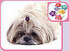 Trend Setters: Preppy Pets Rock . . . Bows and Barrettes