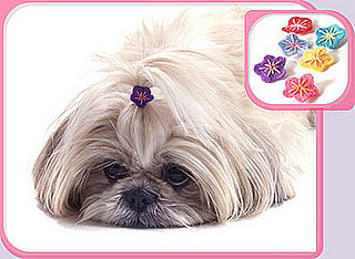 Trend Setters: Preppy Pets Rock . . . Bows and Barrettes
