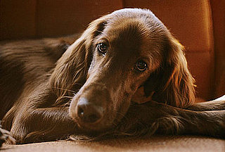 Guess What Breed?