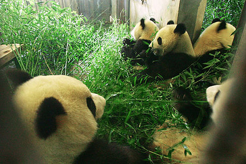 The Scoop: Pandas Fly the Friendly Skies Post-Earthquake