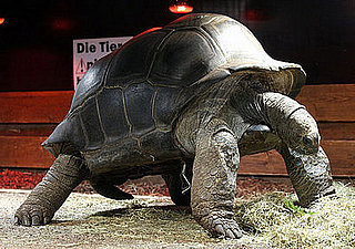 Creature Features: Turtles, Terrapins, or Tortoises?