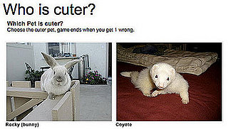 Have You Played "Which Pet Is Cuter?" for Money Yet?!