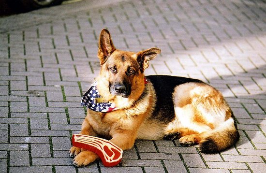 Oscar, the "Met Bar Dog" Passes Away in London