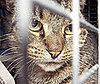 What's Your Take: Did JFK Cats Receive a Death Sentence?