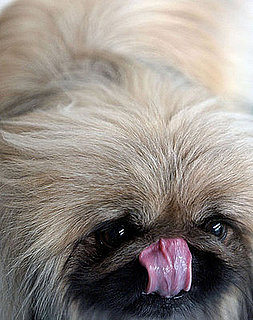 Guess What Breed?