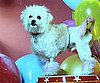 Groomer Has It Recap: "On the Cover"