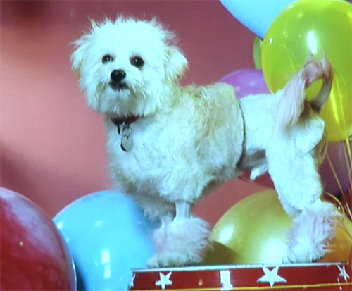 Groomer Has It Recap: "On the Cover"