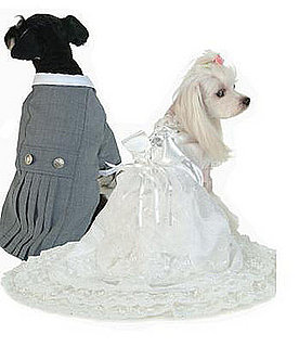 Including Poochie in Your Big Day!