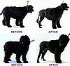 Groomer Has It Recap: "Knowing Your Dog"