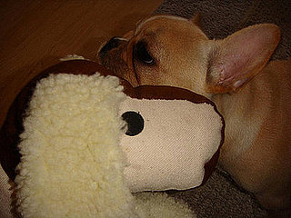 Growing Up Samson: This Puppy Says Bite Meez!