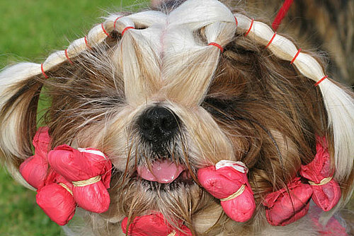 Guess What Breed?