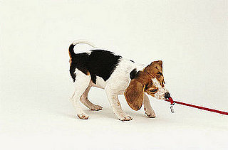 Fit Tip: Get a Dog Exercise Buddy